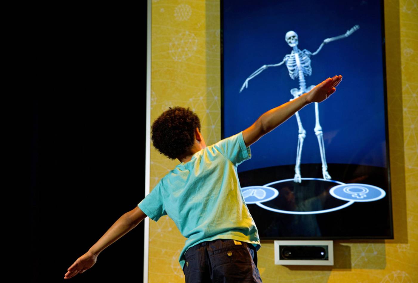 Child interacting with skeleton exhibit