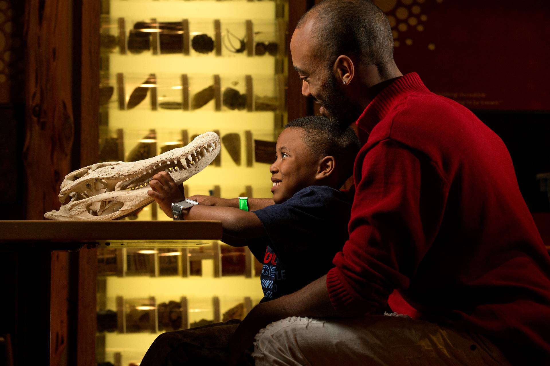 Father and son examining skull specimen