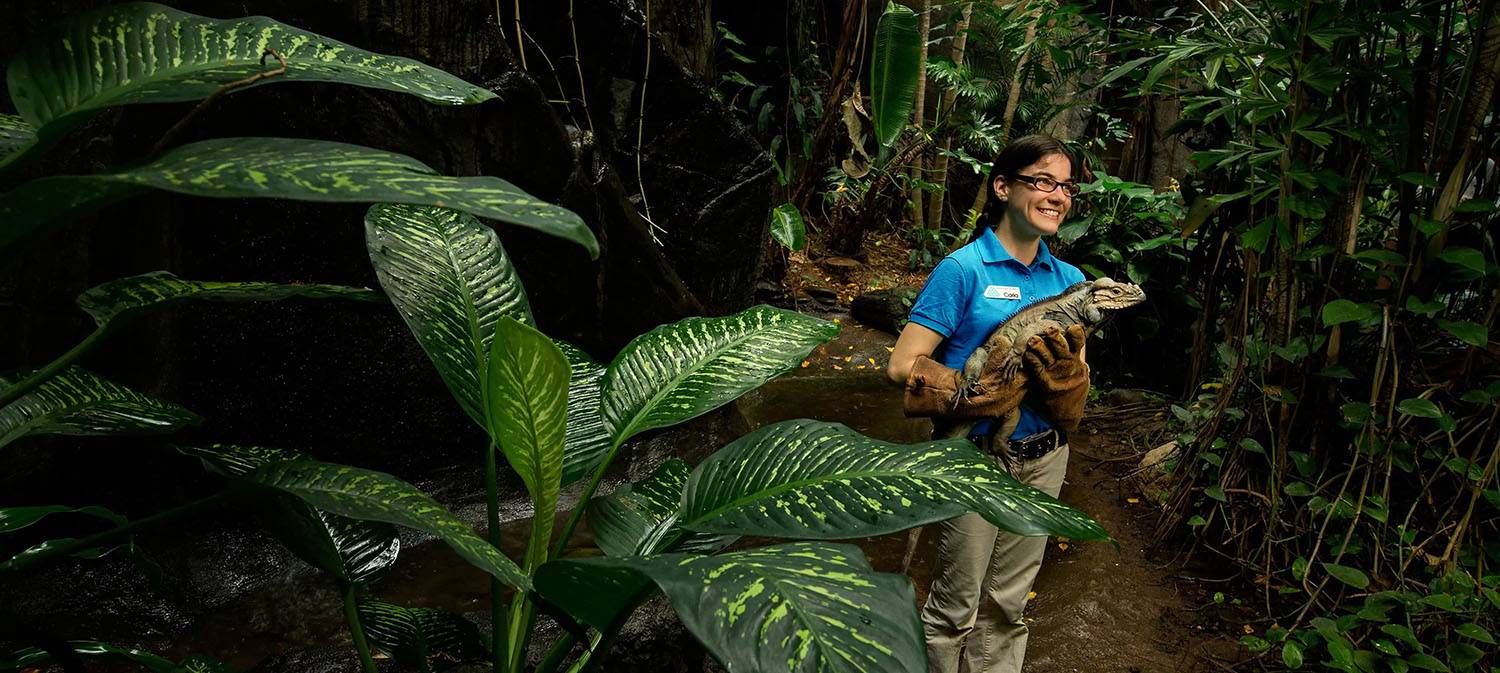 Educator holding an iguana in the rainforest exhibit