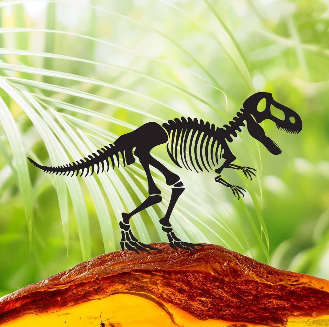Fossil Finders