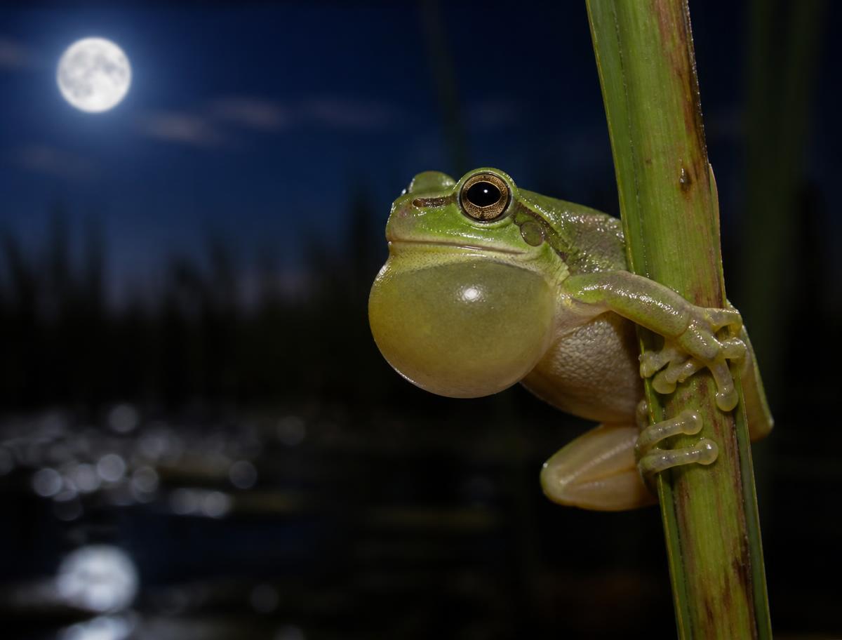 Green tree frog calling at night beside a moonlit wetland