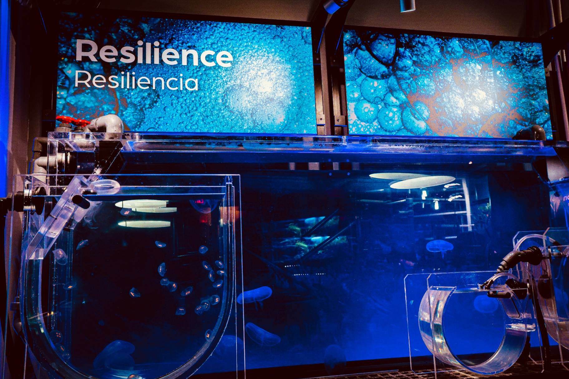 Resilience jellyfish exhibit