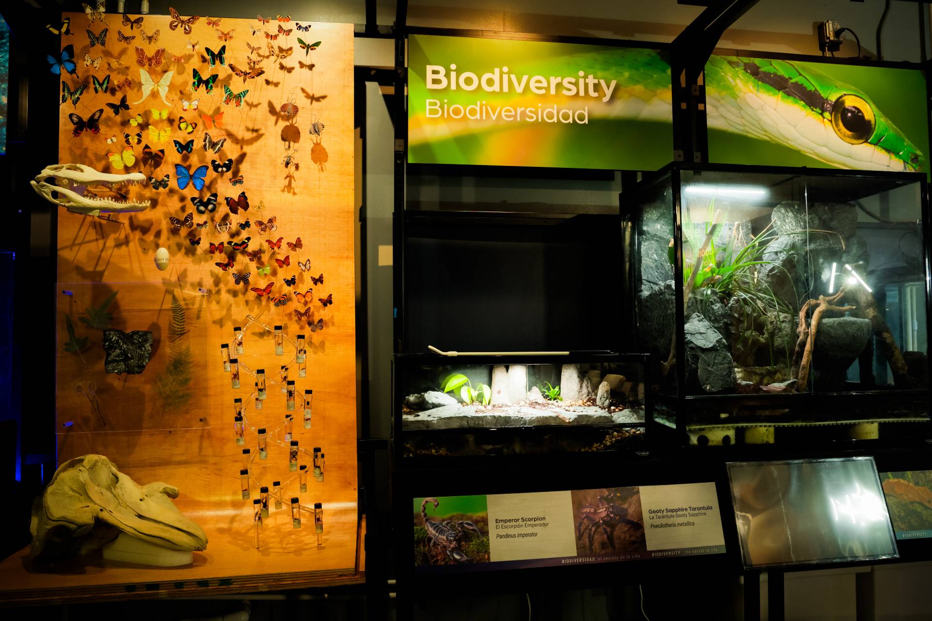 Biodiversity butterfly and specimen display