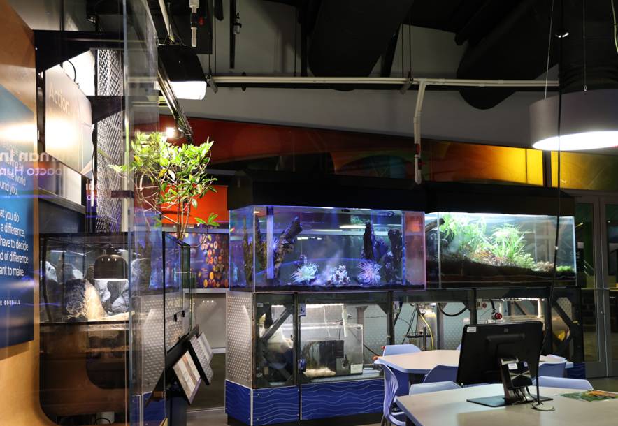 Aquarium tanks and living specimens