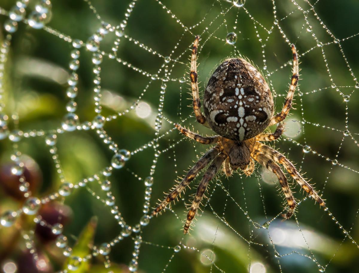 NC Spider Search