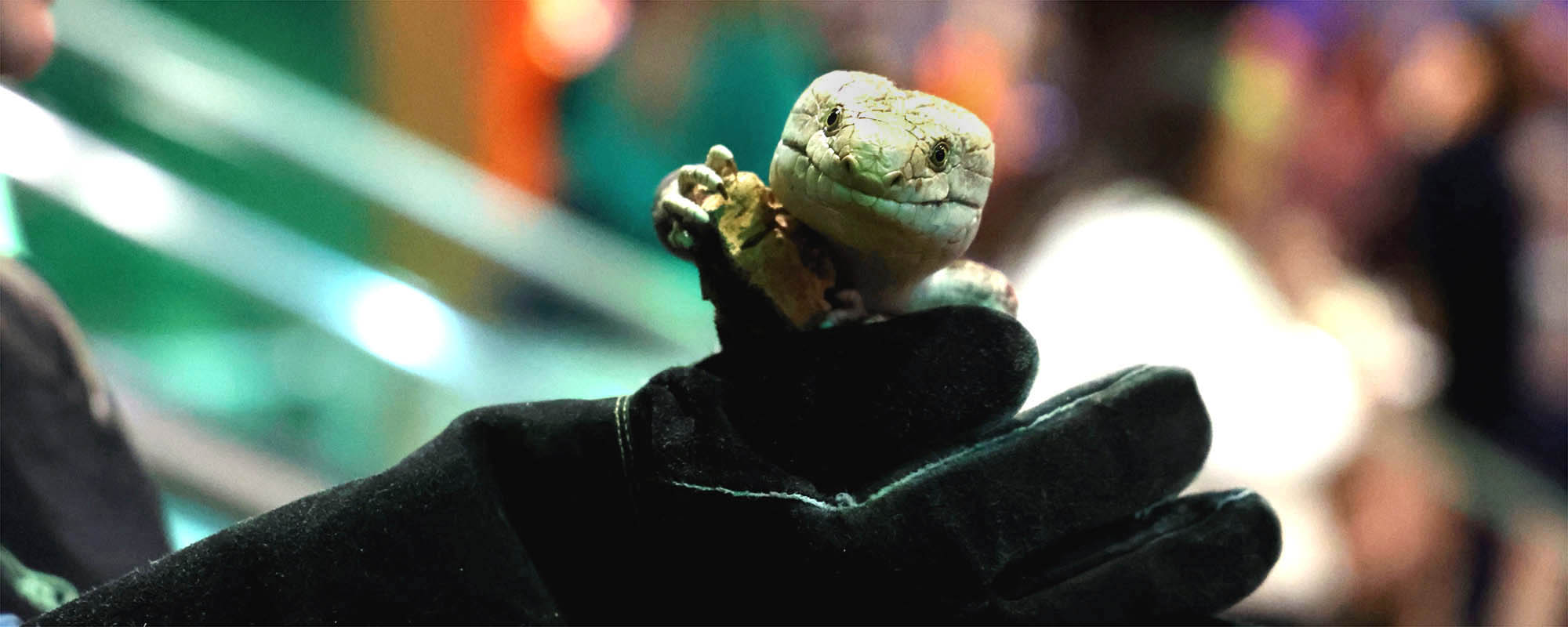 Blue-tongued skink resting on a handler's gloved hand at Discovery Place